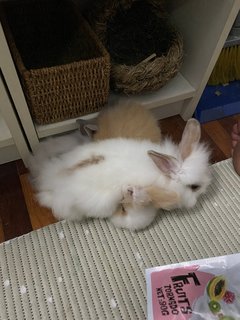 Puff And Penelope - Dwarf + Jersey Wooly Rabbit