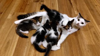 Fani &amp; Babies - Domestic Medium Hair Cat