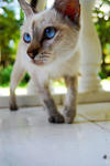 Beautiful blue eyes. 