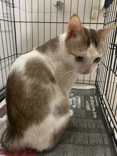 Cat With Blue Eyes - Domestic Short Hair Cat