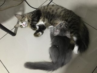 Roxy &amp; Snooze - Domestic Medium Hair Cat