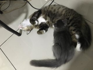 Roxy &amp; Snooze - Domestic Medium Hair Cat