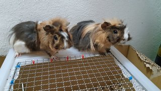 Abyssian Guinea Pig - Guinea Pig Small & Furry