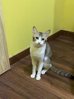 Cheesecake  - Domestic Short Hair Cat