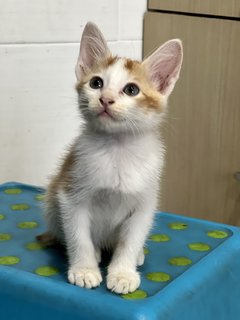 Mango - Domestic Medium Hair Cat