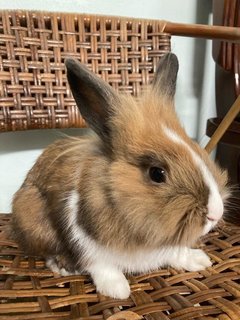 Dwarf Mix Bunny For Adoption - Netherland Dwarf + Bunny Rabbit Rabbit