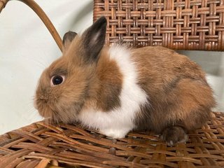 Dwarf Mix Bunny For Adoption - Netherland Dwarf + Bunny Rabbit Rabbit