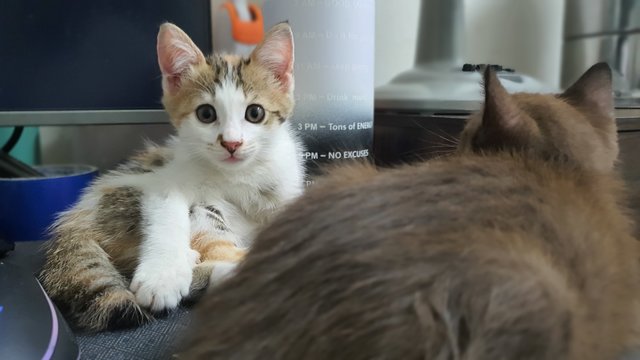 Caramel Latte - Domestic Short Hair + Calico Cat