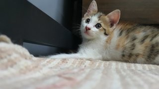 Caramel Latte - Domestic Short Hair + Calico Cat