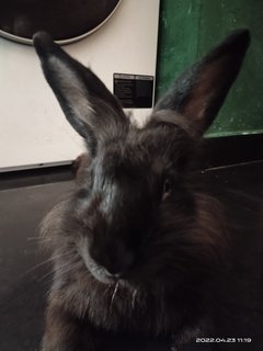 Johnny  - Lionhead Rabbit