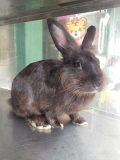 Johnny  - Lionhead Rabbit