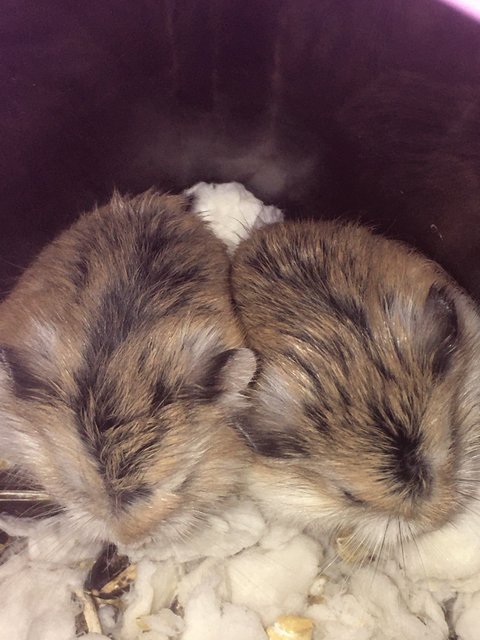 Mochi &amp; Nugget - Roborovsky's Hamster Hamster