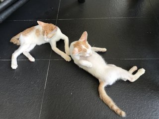 Zumba  (Zazu &amp; Zina) - Domestic Short Hair Cat