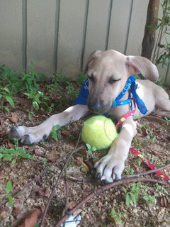 Texas🐶 - Mixed Breed Dog