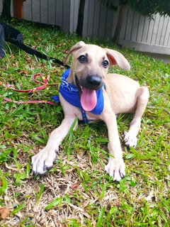 Texas🐶 - Mixed Breed Dog