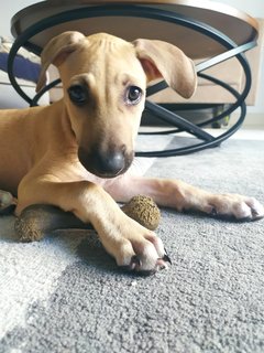 Texas🐶 - Mixed Breed Dog