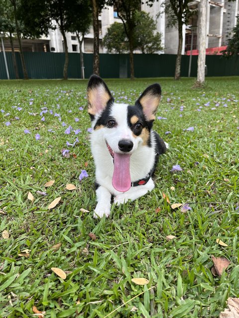 Pochee - Welsh Corgi Dog