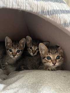 The Triplets 🫶🏼 - Domestic Short Hair Cat