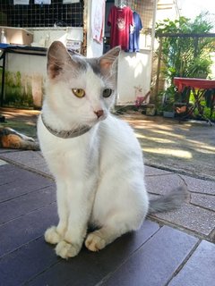 Sayang - Domestic Short Hair Cat