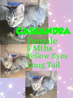 Cassandra - Domestic Short Hair Cat