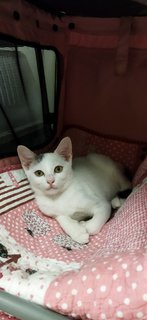 Betty - Domestic Short Hair Cat