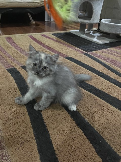 Minnie - Persian Cat