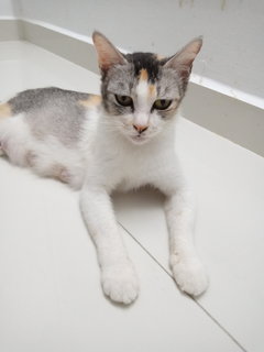 PF117550 - Domestic Short Hair Cat