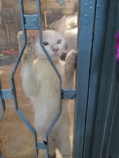  Casper - Domestic Short Hair Cat