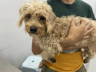 Rocky - Terrier + Poodle Dog