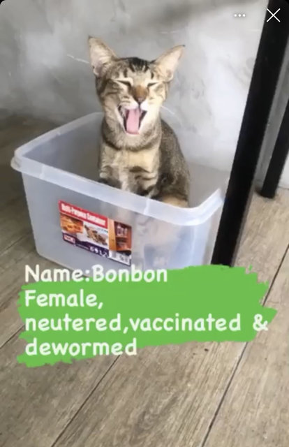 Bonbon - Domestic Short Hair Cat