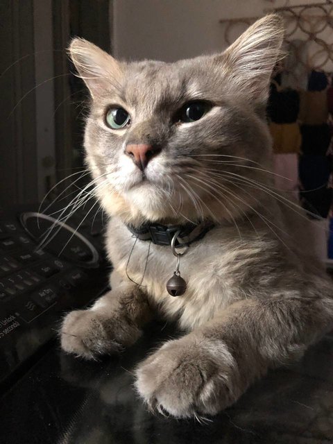 Grey - Domestic Medium Hair + British Shorthair Cat