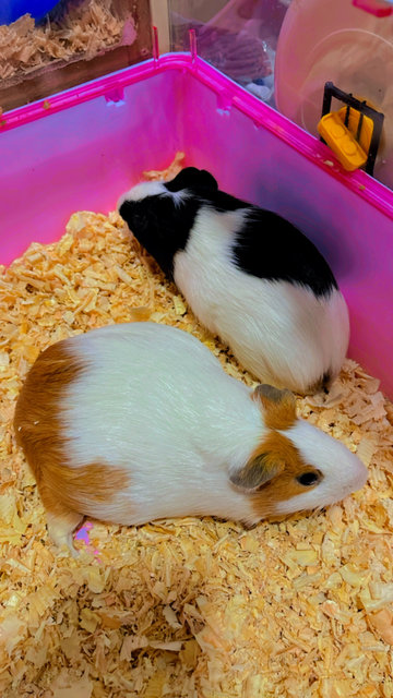 Guinea Pig American - Guinea Pig Small & Furry