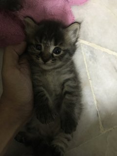 Fluffy, Bitsy, Jack - Bengal + Maine Coon Cat