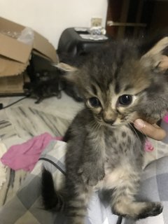 Fluffy, Bitsy, Jack - Bengal + Maine Coon Cat