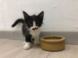 Mario - Domestic Medium Hair Cat