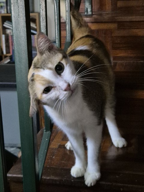 Calico (Senior Cat) - Domestic Short Hair + Calico Cat