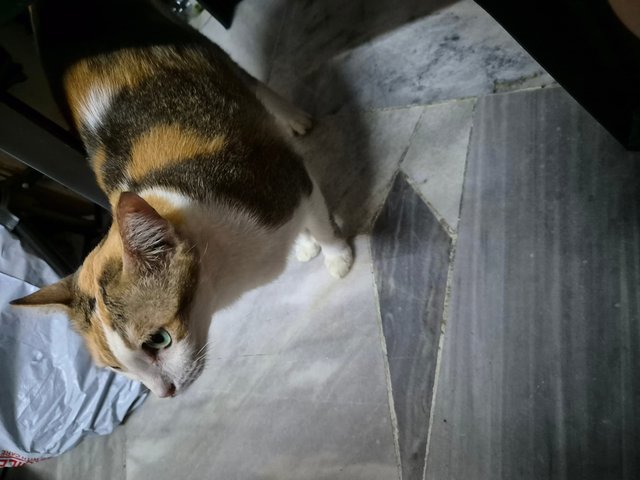 Calico (Senior Cat) - Domestic Short Hair + Calico Cat