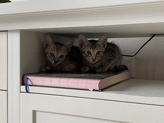 Pumba And Sheba - Domestic Short Hair Cat