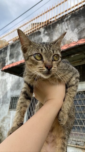 Heihei - Domestic Short Hair Cat