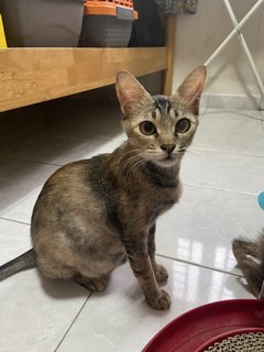 Luna - Tabby + Domestic Short Hair Cat