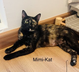 Mimi-kat And Mickey - Domestic Short Hair Cat