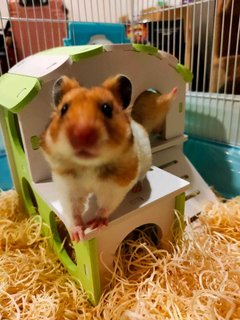 Deeo - Syrian / Golden Hamster Hamster
