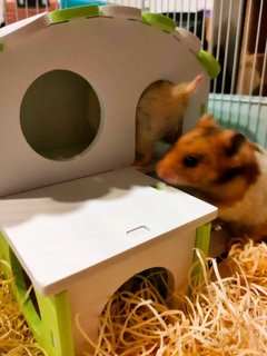 Deeo - Syrian / Golden Hamster Hamster