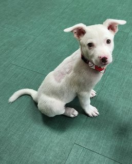 Bailey - Mixed Breed Dog