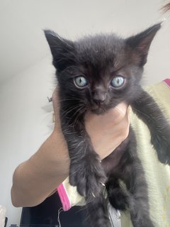 Ash, Hitam And Brown - Domestic Short Hair Cat