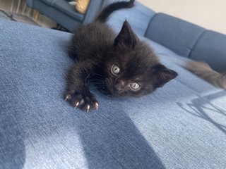 Ash, Hitam And Brown - Domestic Short Hair Cat