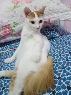 Suri - Domestic Long Hair Cat