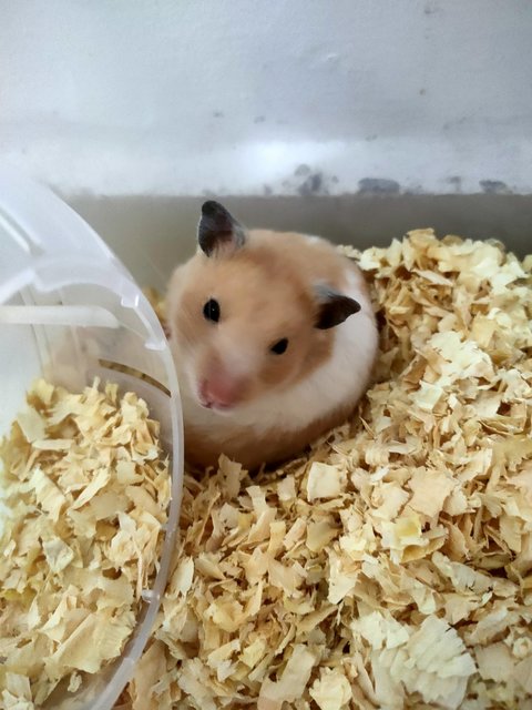 Jelly - Syrian / Golden Hamster Hamster