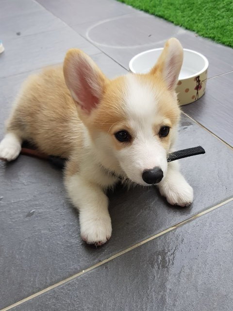 Cody - Welsh Corgi Dog