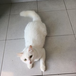 Dota - Turkish Angora + Tabby Cat